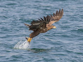 White-tailed sea eagle