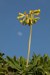 Cowslip