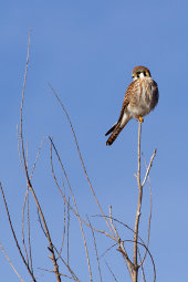 American kestrel