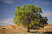 Camel thorn