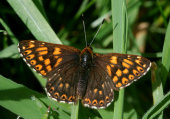 Duke of Burgundy
