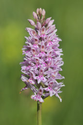 Common spotted orchid