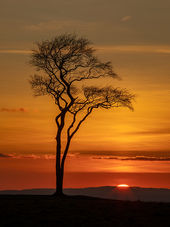 Beech tree, Roundway Down