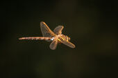 Brown hawker