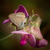 Long-tailed blue
