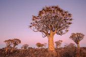 Quiver trees