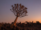 Quiver trees