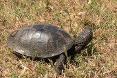 European pond terrapin