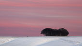 Beech Clump, Hackpen Hill
