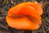 Orange peel fungus