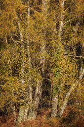 Silver Birches, Franchises Wood