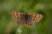 Duke of Burgundy