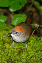 Azara's spinetail