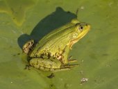Marsh frog