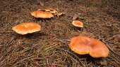 Tawny funnel