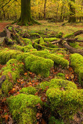Langley Wood