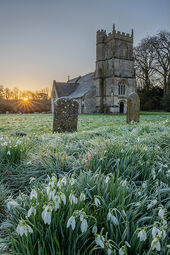 Snowdrops at sunrise