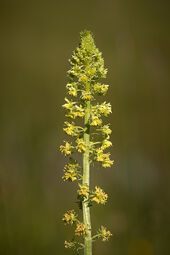 Wild Mignonette