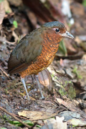 Giant antpitta