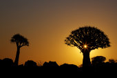Quiver trees