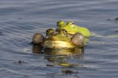 Marsh frog