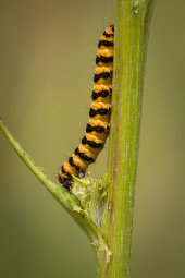 Cinnabar moth caterpillar