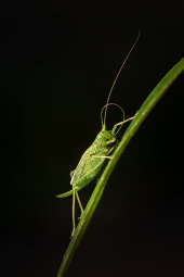Oak bush cricket