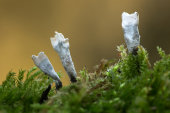 Candlesnuff Fungus