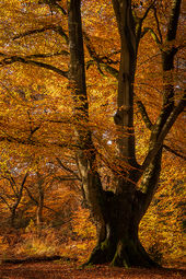 Pollarded beech tree, Savernake Forest