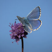 Adonis blue