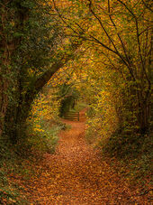 Tree Tunnel
