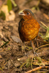 Giant antpitta