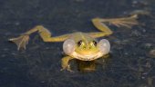 Marsh frog