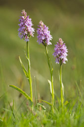 Early marsh orchids