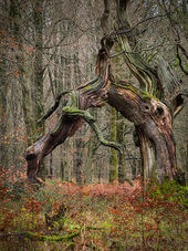 'Sleeping dragon' oak, Savernake Forest