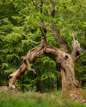 'Sleeping Dragon' oak, Savernake Forest
