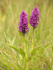 Northern marsh orchid