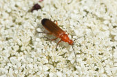 Common red soldier beetle