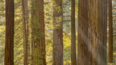Coast redwood