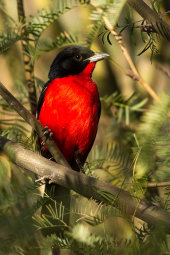 Crimson-breasted shrike