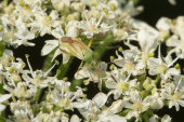 Potato capsid bug