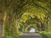 Beech Avenue, Knowle Hill
