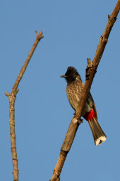 Red-vented bulbul
