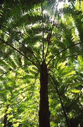 Tree fern