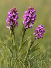 Southern marsh orchid