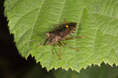 Red-legged Shieldbug