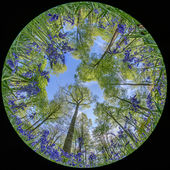 Bluebells and beech trees, West Woods