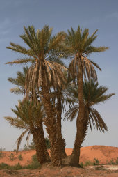 Date palms