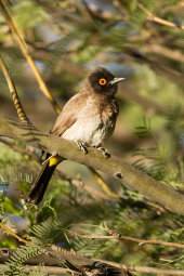 Redeyed bulbul