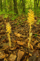 Birds nest orchid
